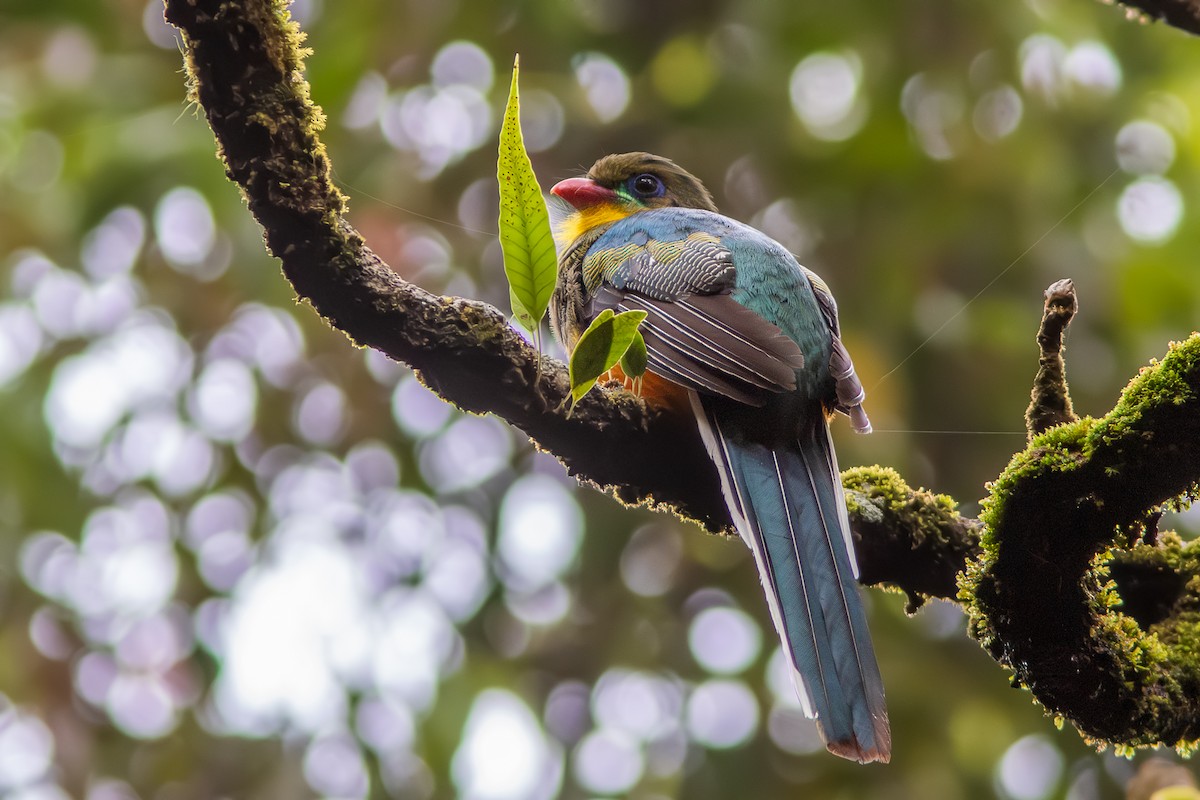 Javan Trogon - ML634451893