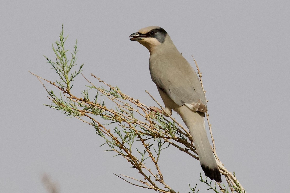 Hypocolius - Dorna Mojab