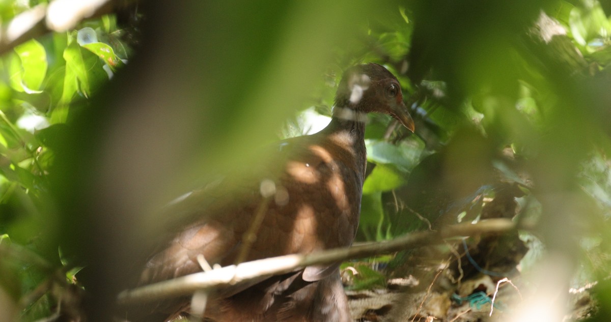 Philippinen-Großfußhuhn - ML634452176