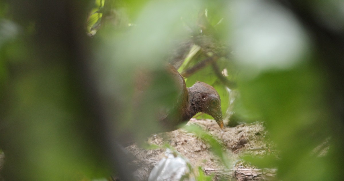 Philippinen-Großfußhuhn - ML634452177