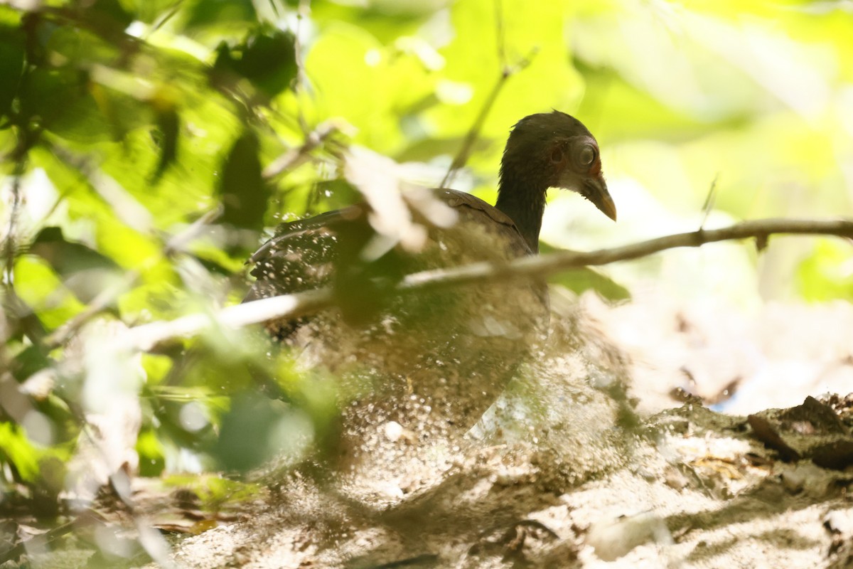 Philippinen-Großfußhuhn - ML634452178