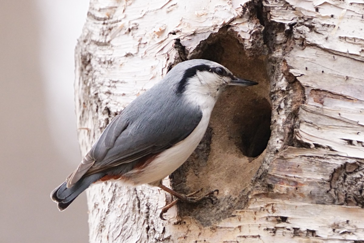 Eurasian Nuthatch - ML634452278