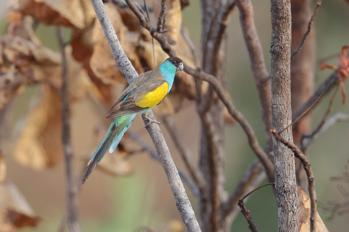 Hooded Parrot - ML634452474
