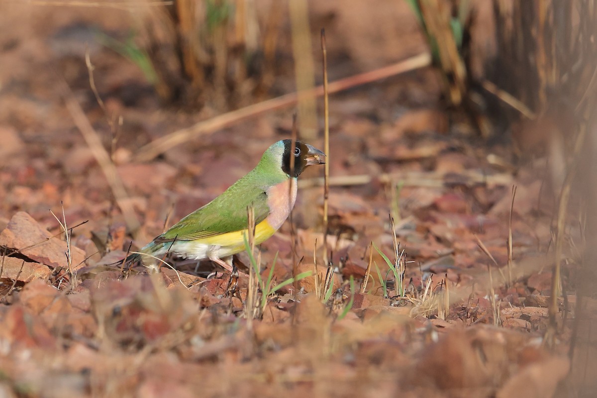 Gouldian Finch - ML634452484