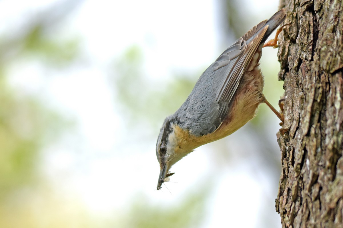 Eurasian Nuthatch - ML634452526