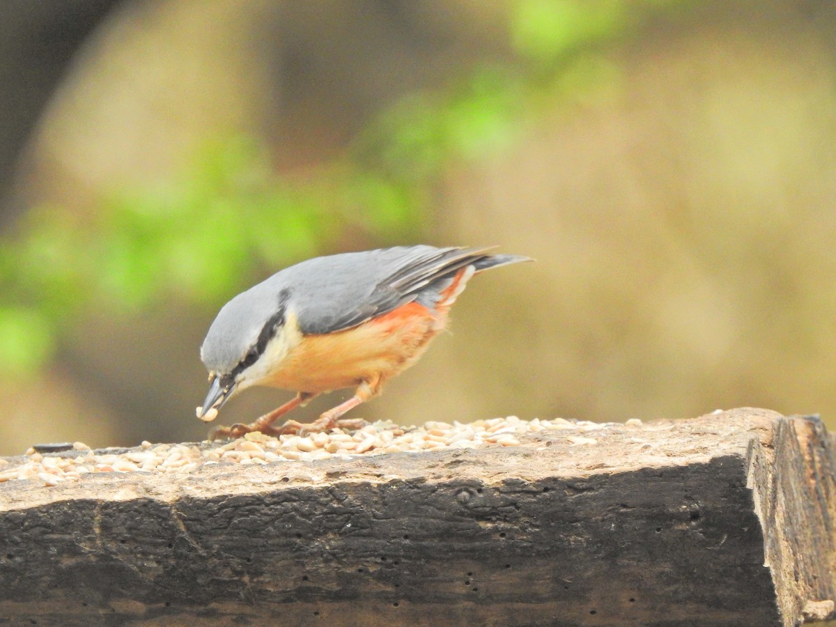 Eurasian Nuthatch - ML634452747
