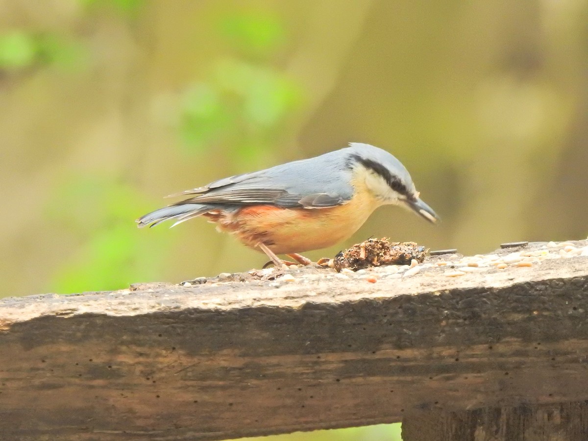Eurasian Nuthatch - ML634452790