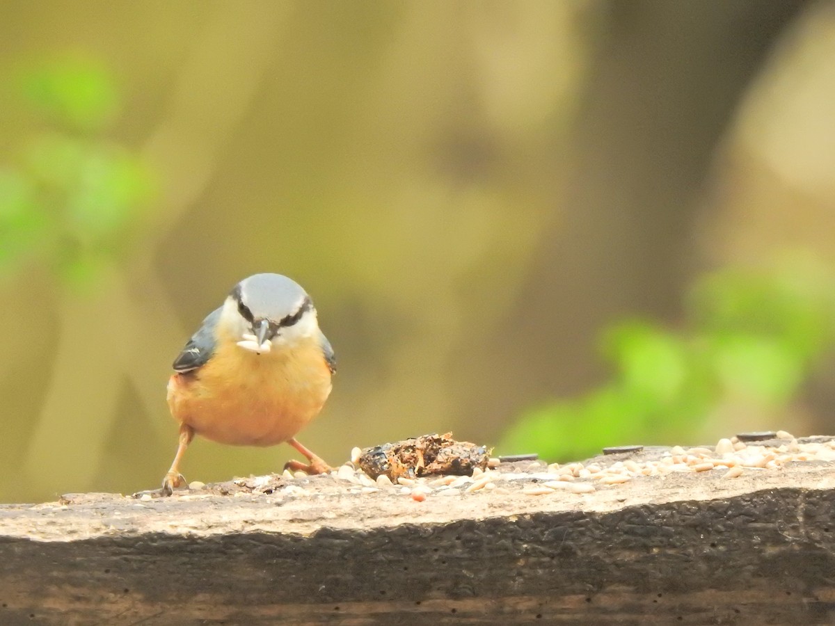 Eurasian Nuthatch - ML634452791