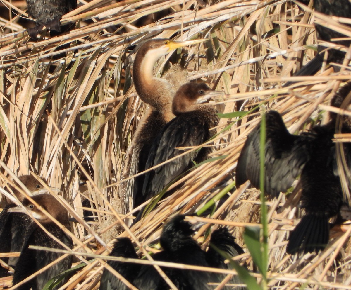 African Darter - ML634452810