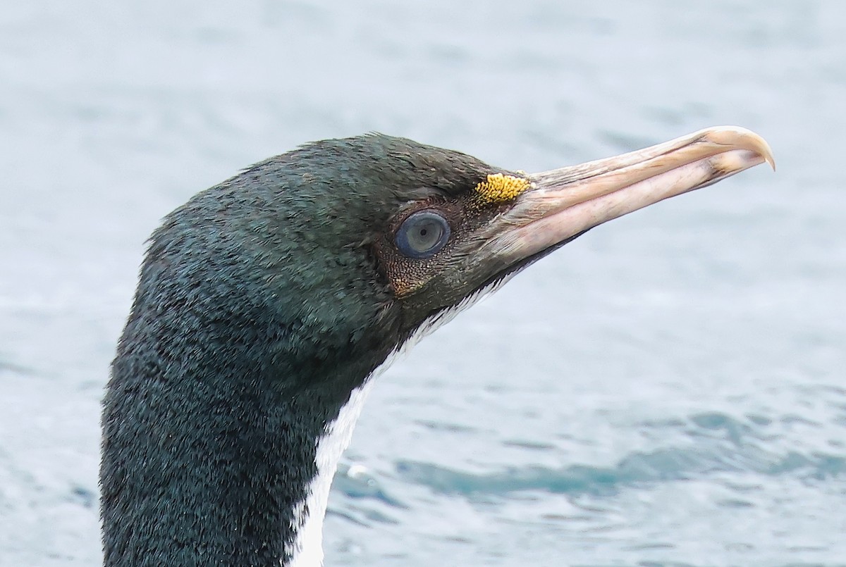 New Zealand King Shag - ML634453119