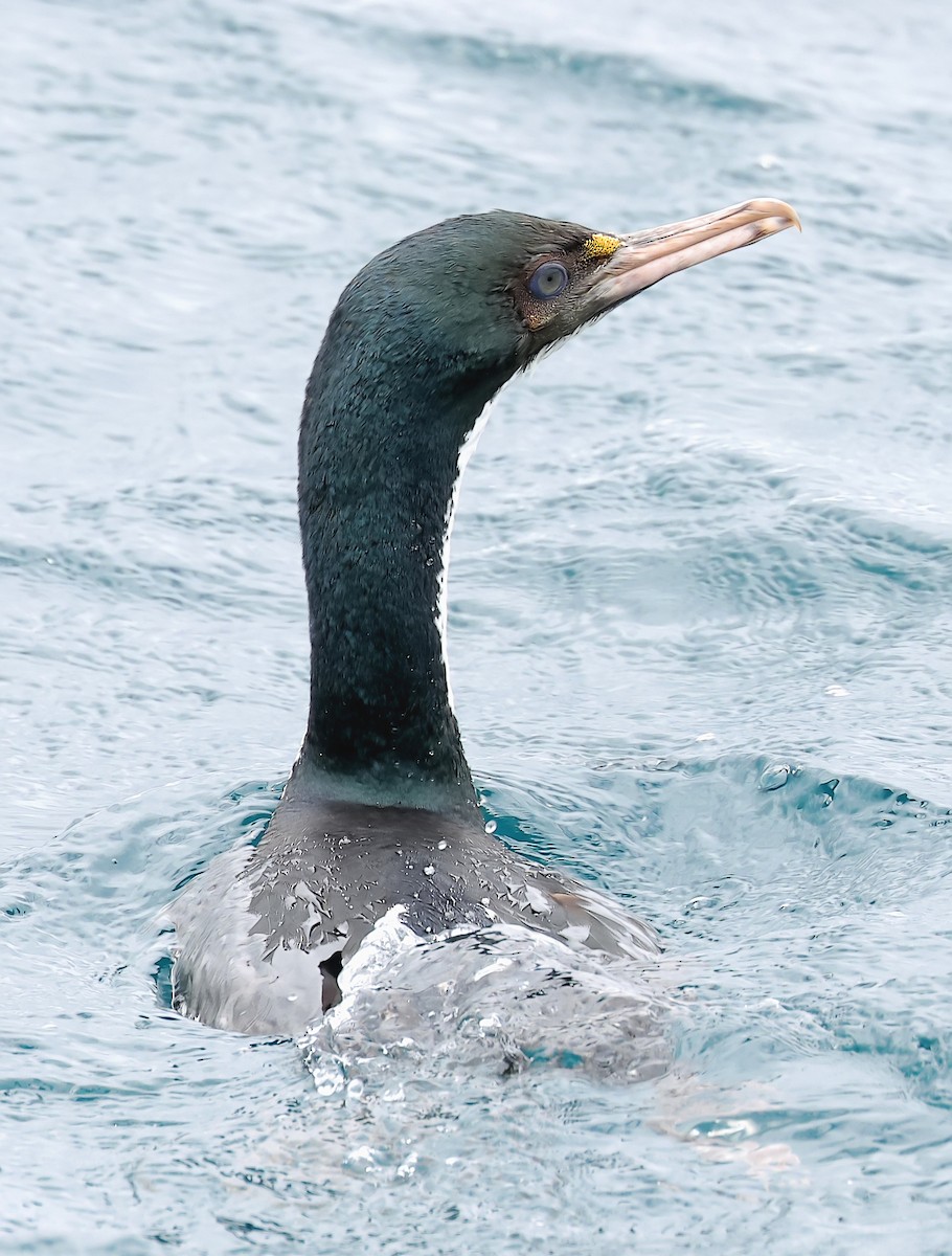 New Zealand King Shag - ML634453120