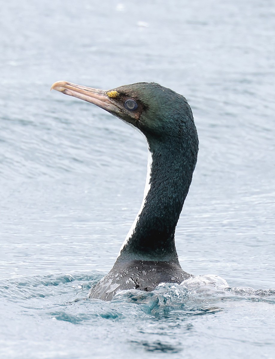 New Zealand King Shag - ML634453121