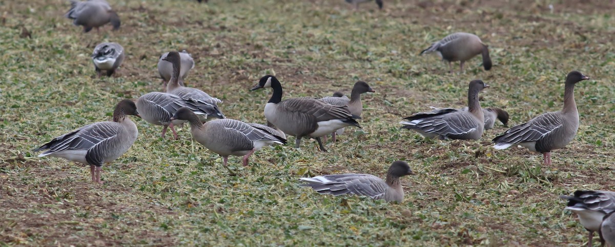 Canada Goose (canadensis Group) - ML634453314