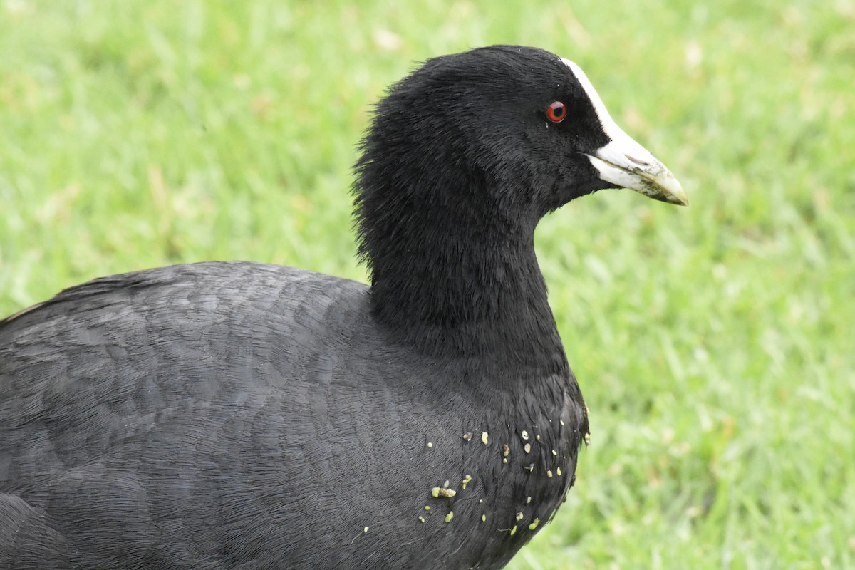 Eurasian Coot - ML634453395