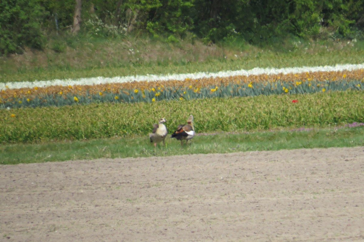 Egyptian Goose - ML634453636