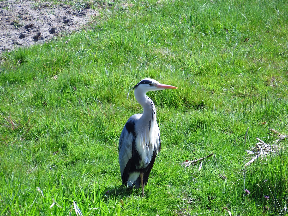 Gray Heron - ML634453644