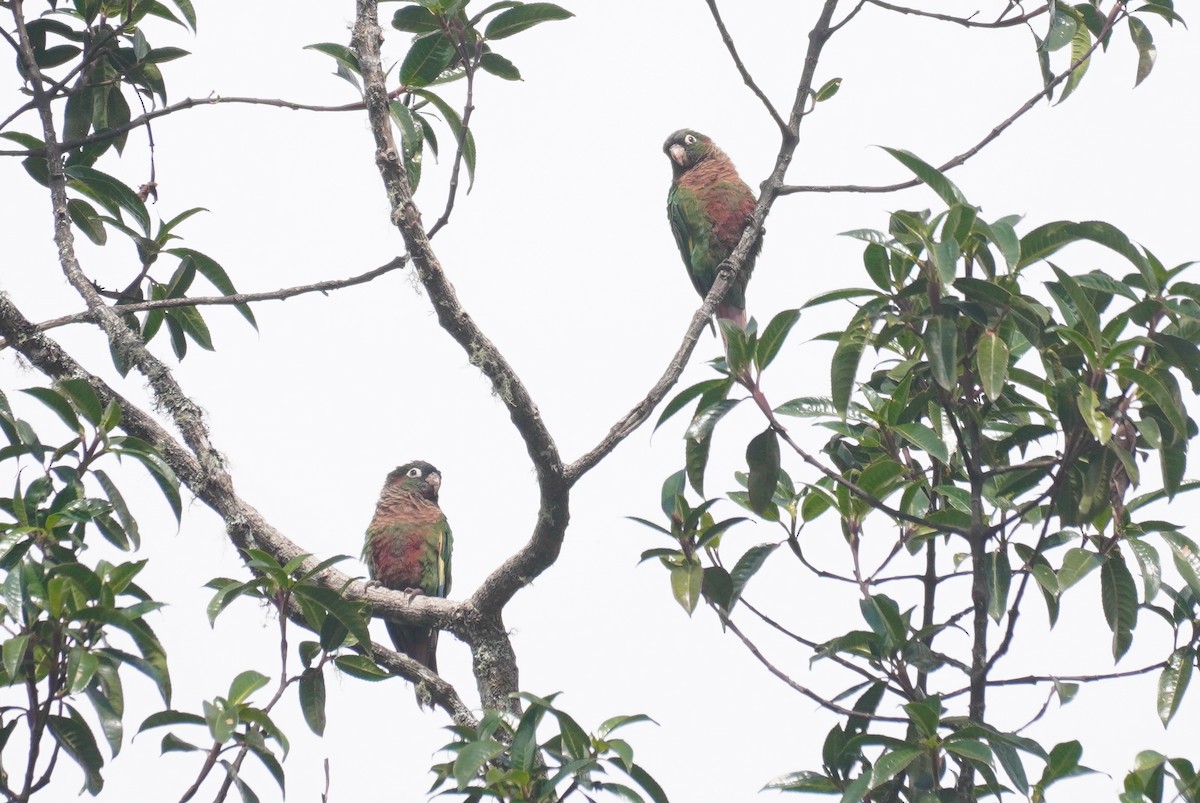 Brown-breasted Parakeet - ML634454060