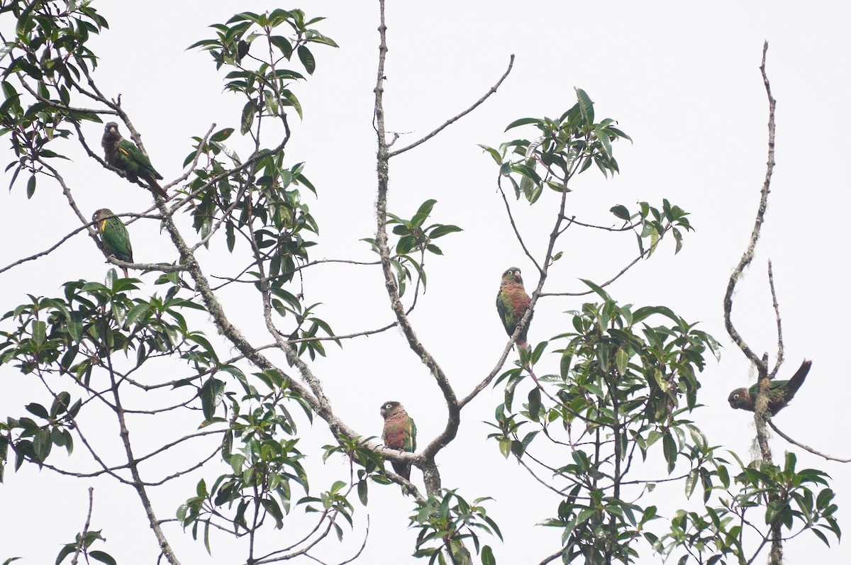 Brown-breasted Parakeet - ML634454061