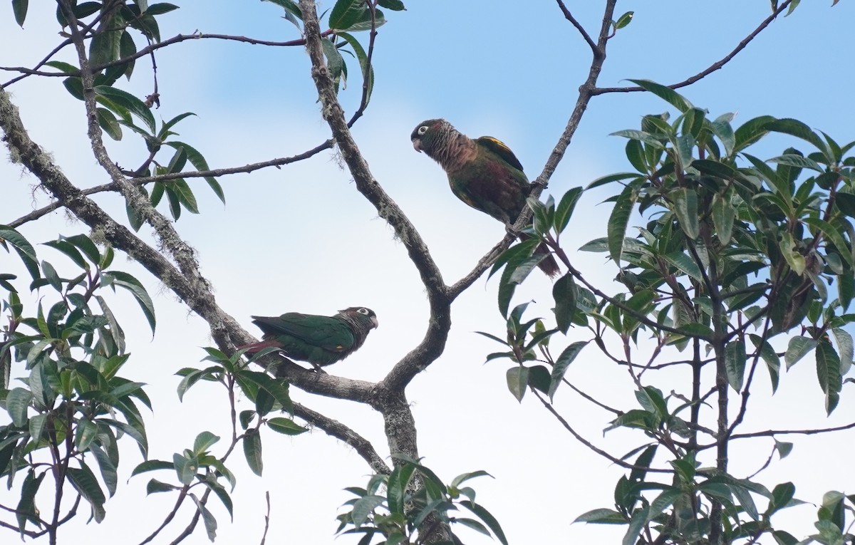 Brown-breasted Parakeet - ML634454062