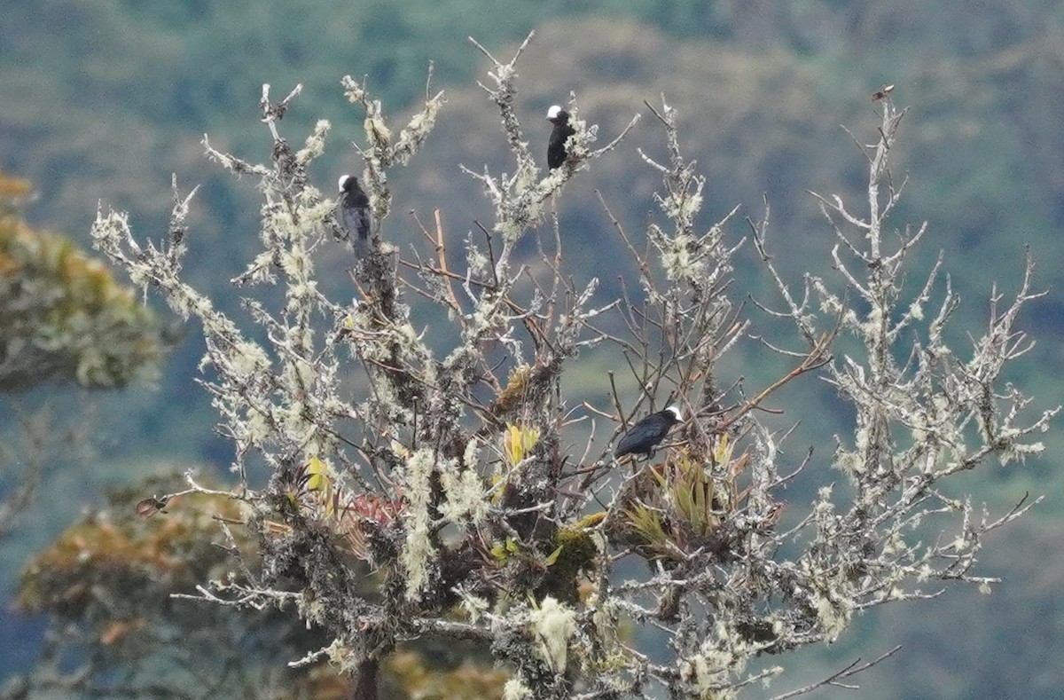 White-capped Tanager - ML634454068