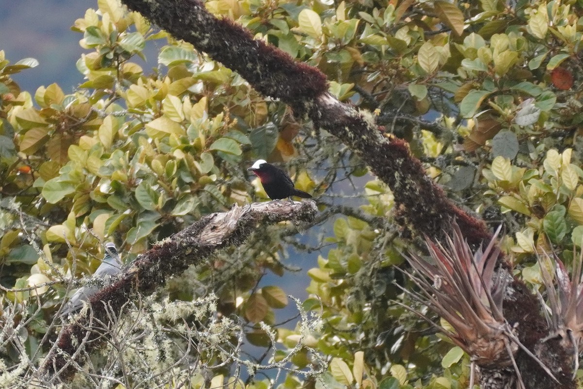 White-capped Tanager - ML634454069