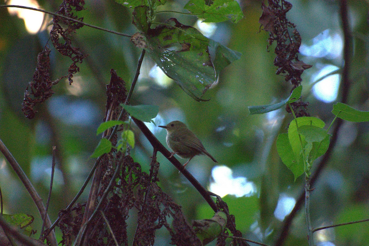 Atherton Scrubwren - ML634454104