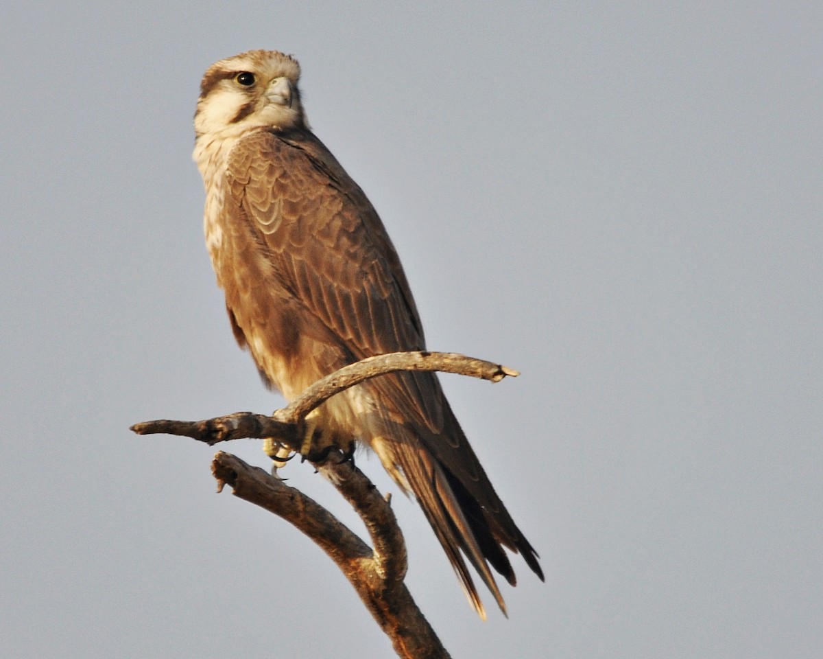 Laggar Falcon - ML634454152