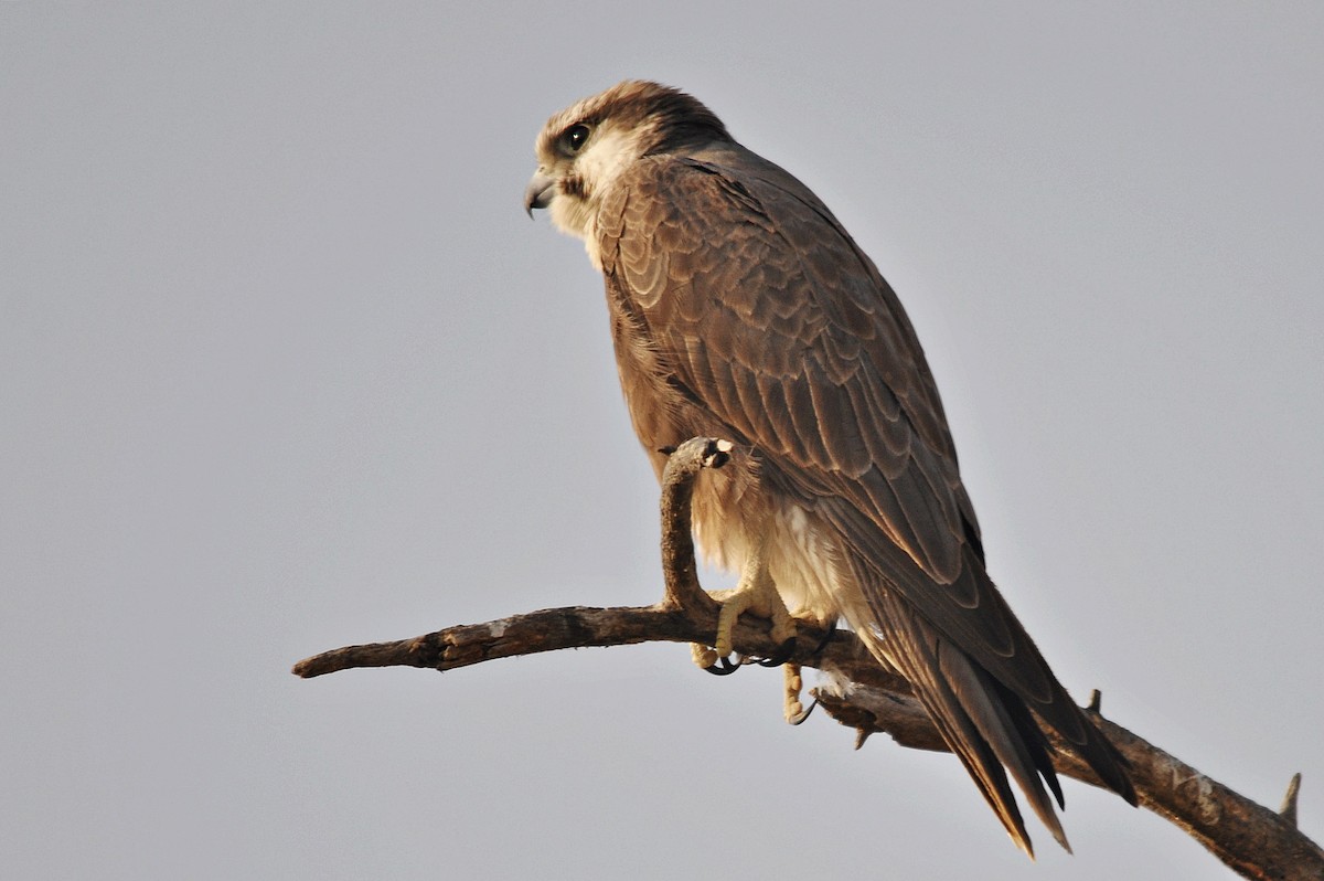 Laggar Falcon - ML634454153