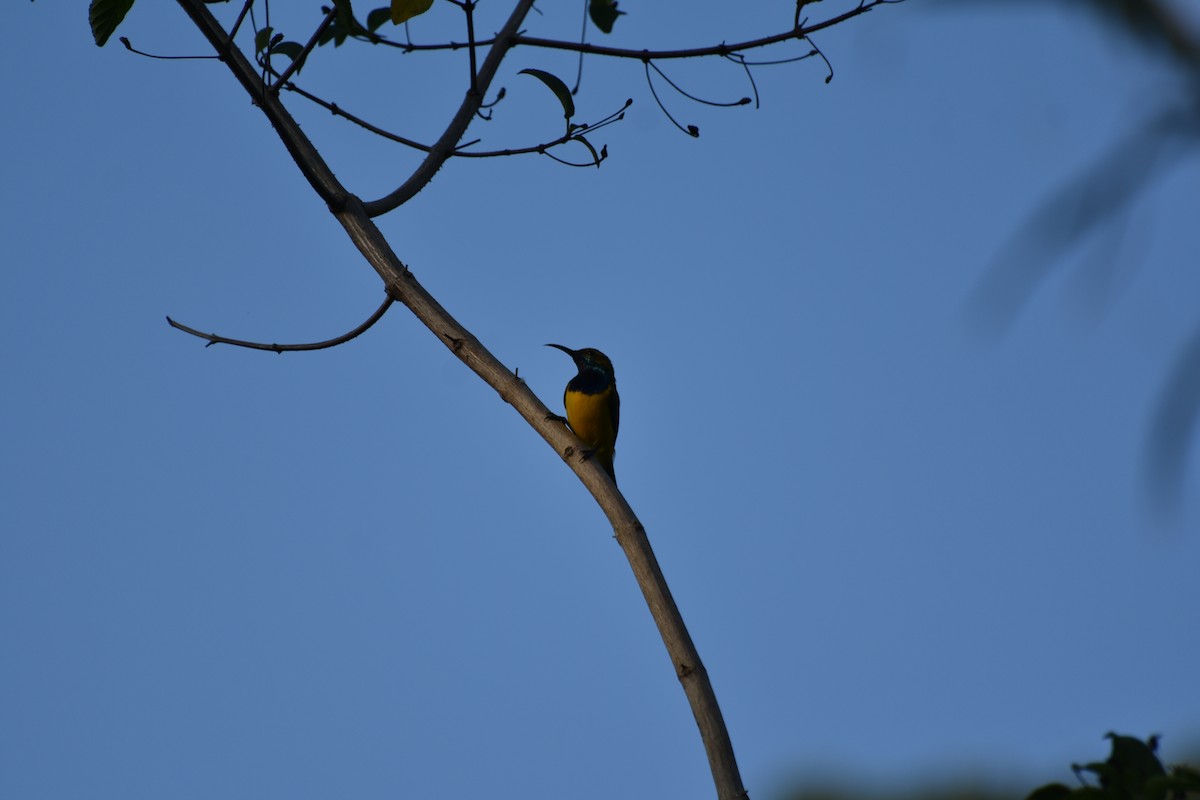 Sahul Sunbird - ML634454234