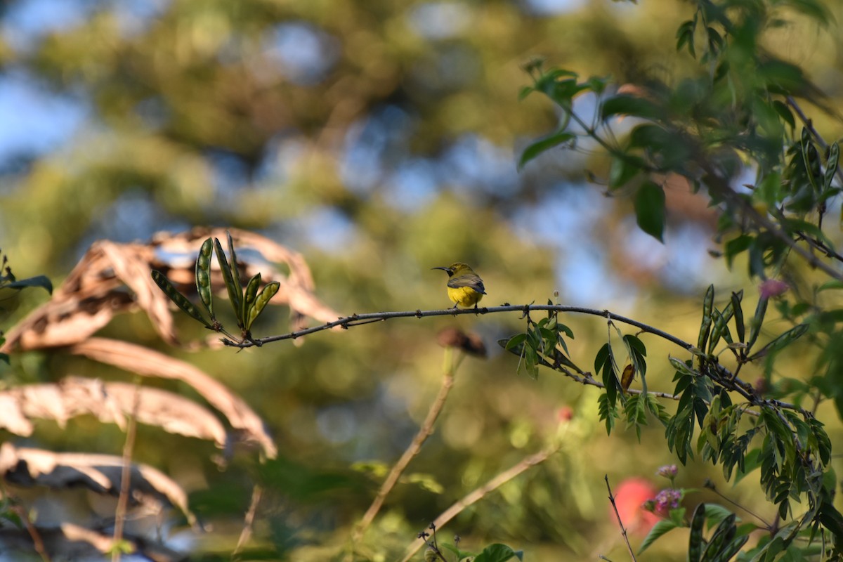 Sahul Sunbird - ML634454235