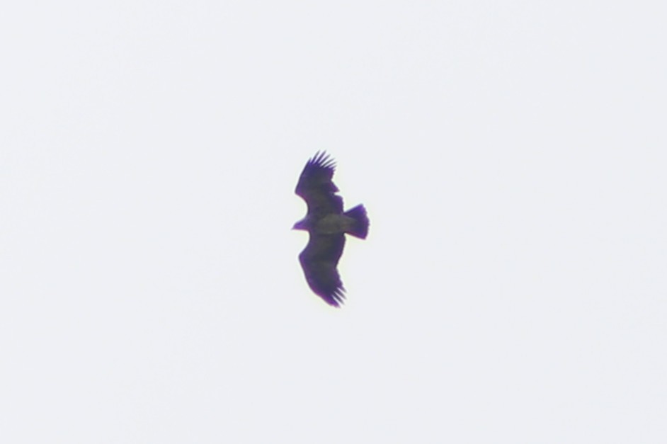 アシナガワシ - ML634454242