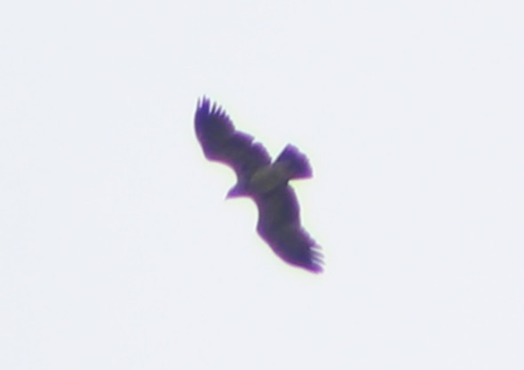 アシナガワシ - ML634454243