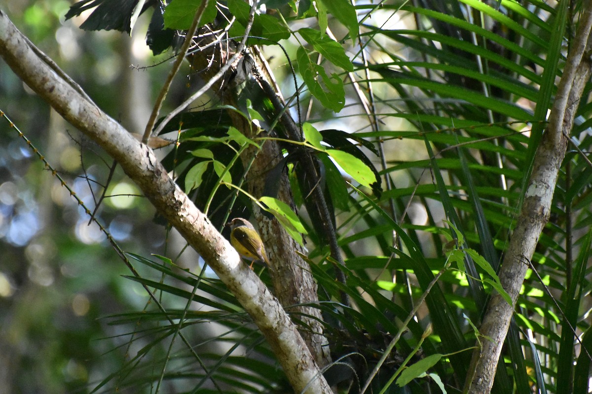 Pale-yellow Robin - ML634454249