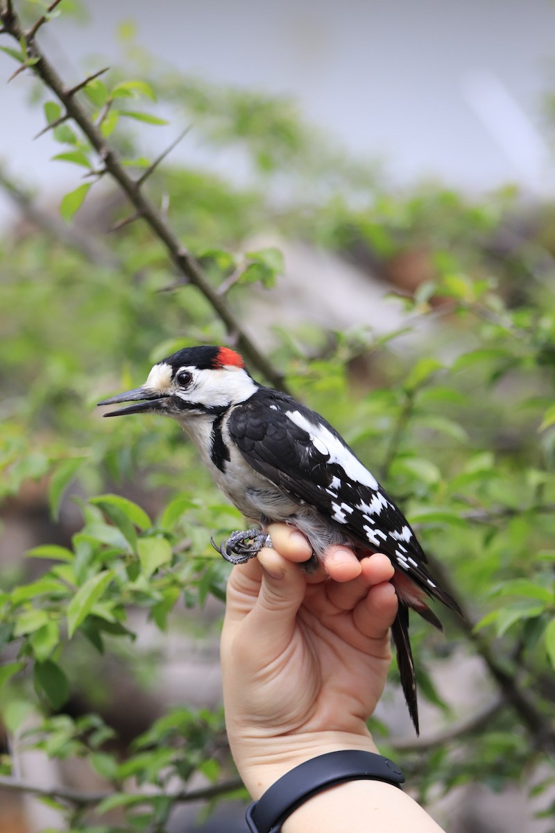 カオジロアカゲラ - ML634454256