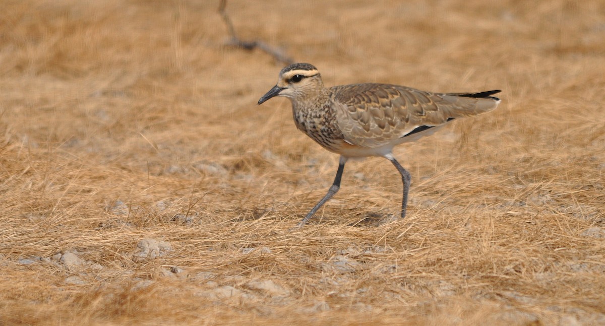 Sociable Lapwing - ML634454418