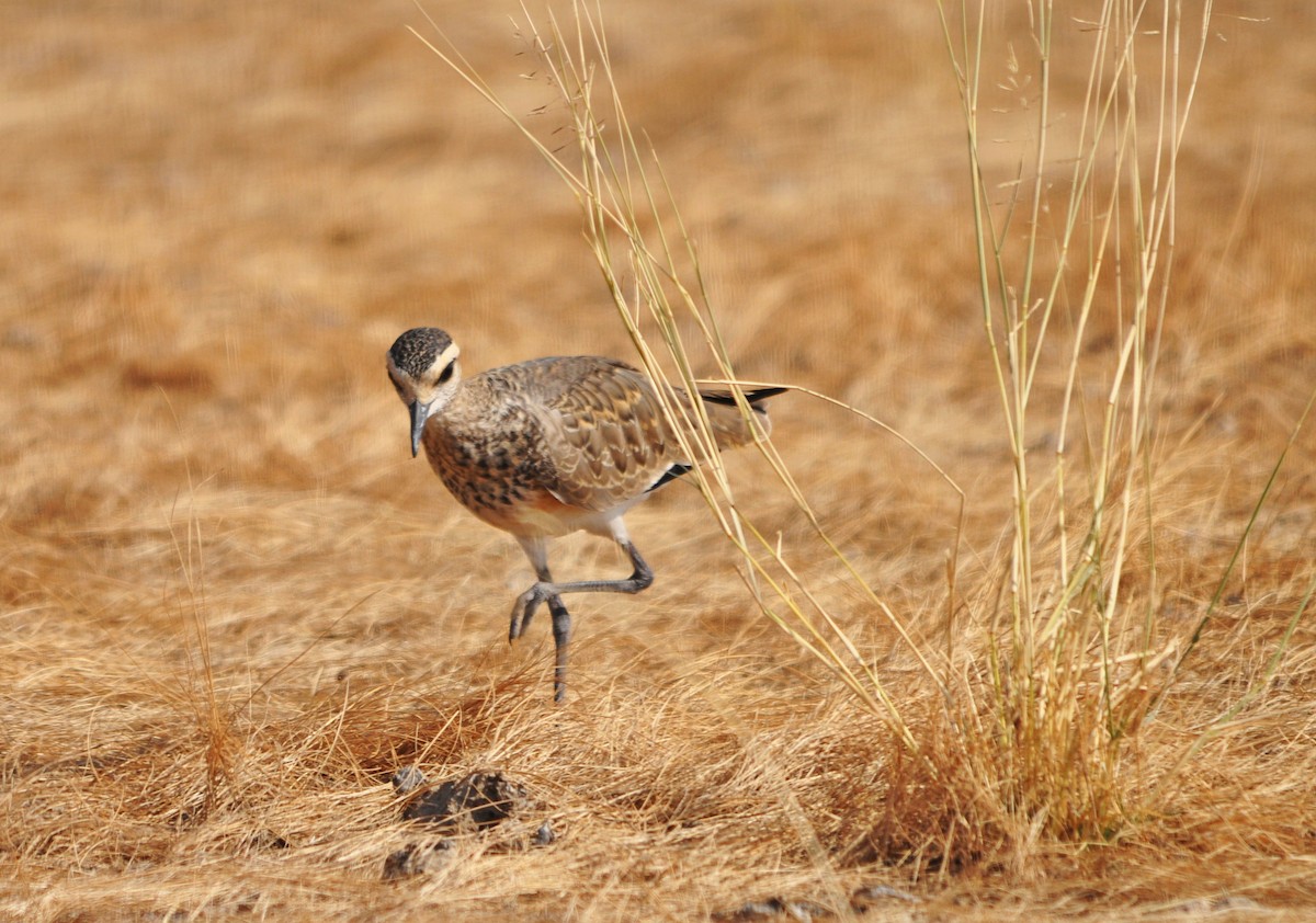 Sociable Lapwing - ML634454419
