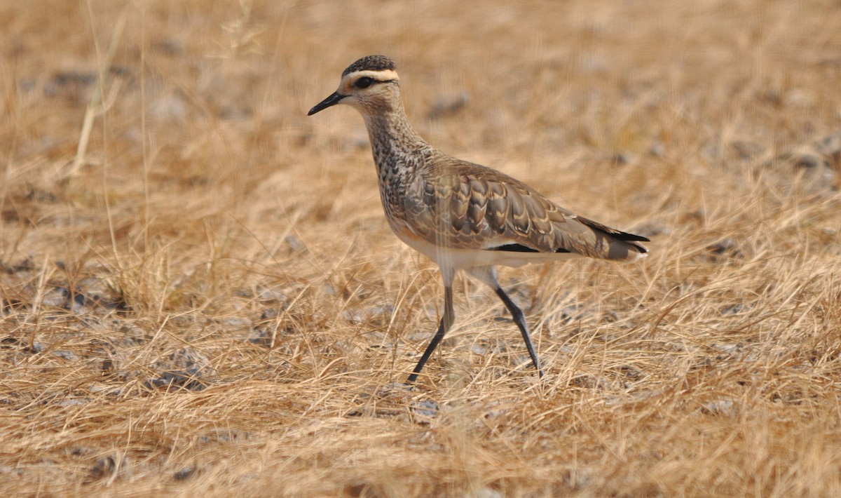 Sociable Lapwing - ML634454420