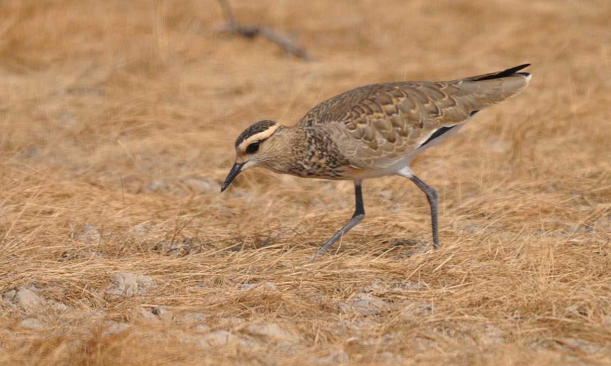 Sociable Lapwing - ML634454421