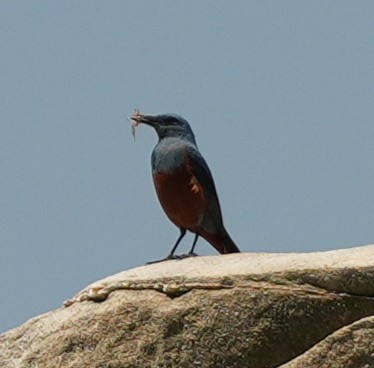 Blue Rock-Thrush (philippensis) - ML634454483