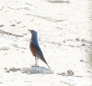 Blue Rock-Thrush (philippensis) - ML634454484