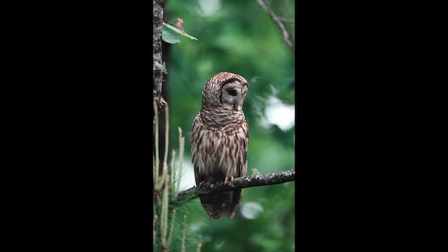 アメリカフクロウ - ML634454529