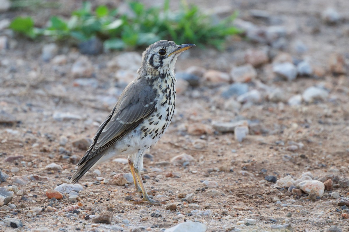 Groundscraper Thrush - ML634454602