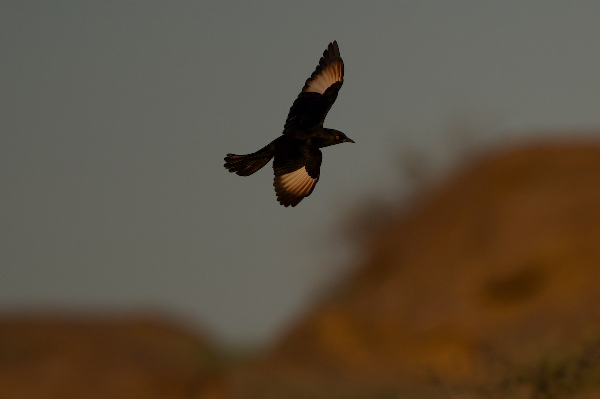 Pale-winged Starling - ML634454721