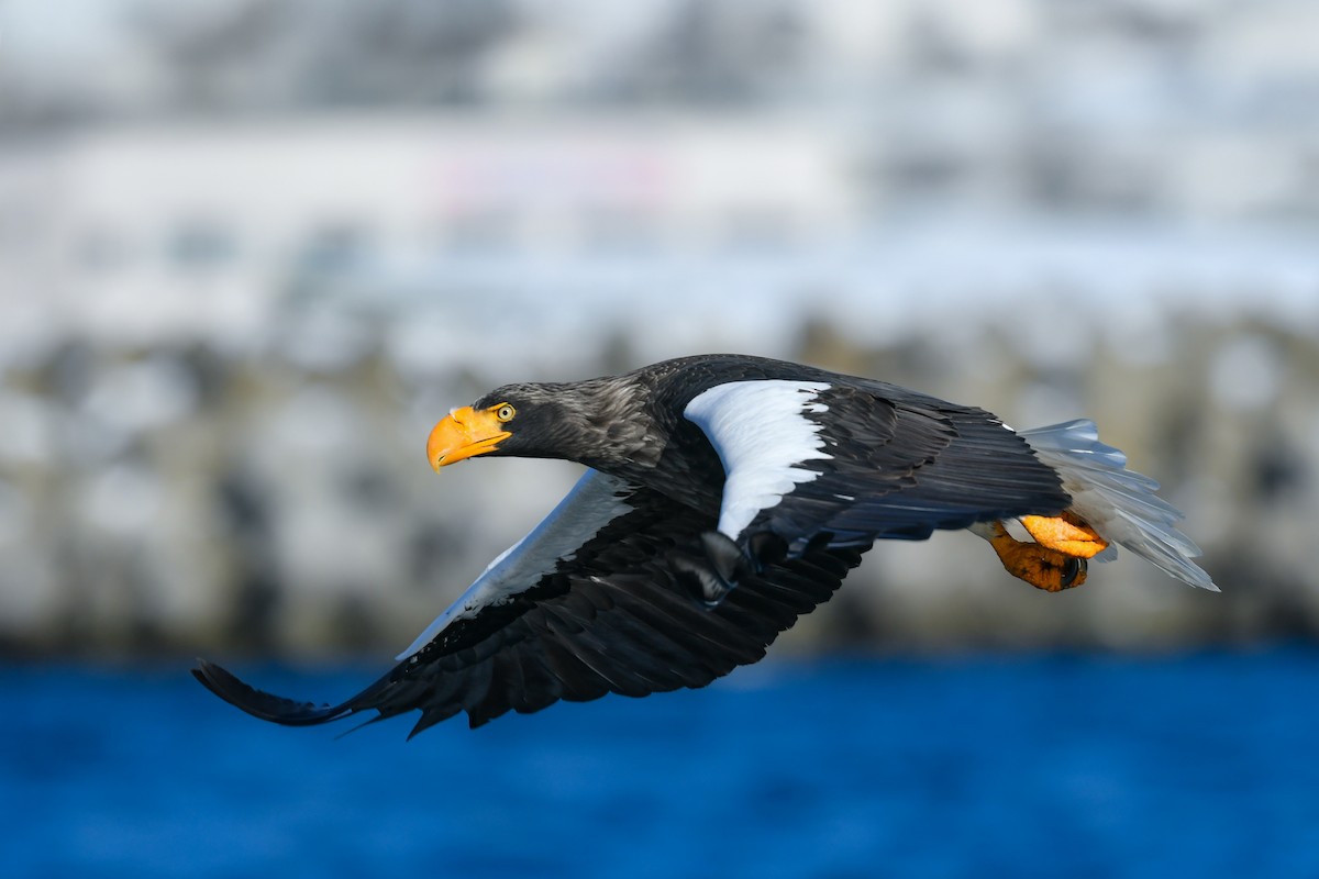 Steller's Sea-Eagle - ML634454736