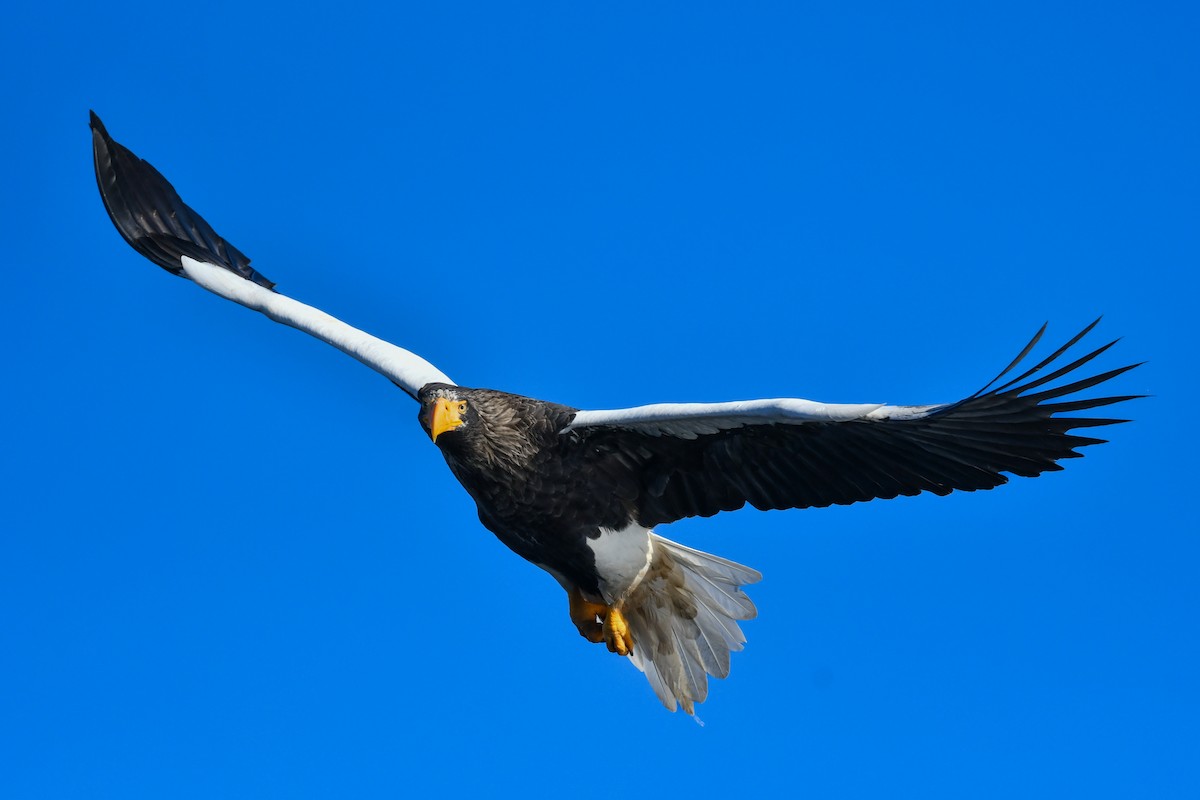 Steller's Sea-Eagle - ML634454739
