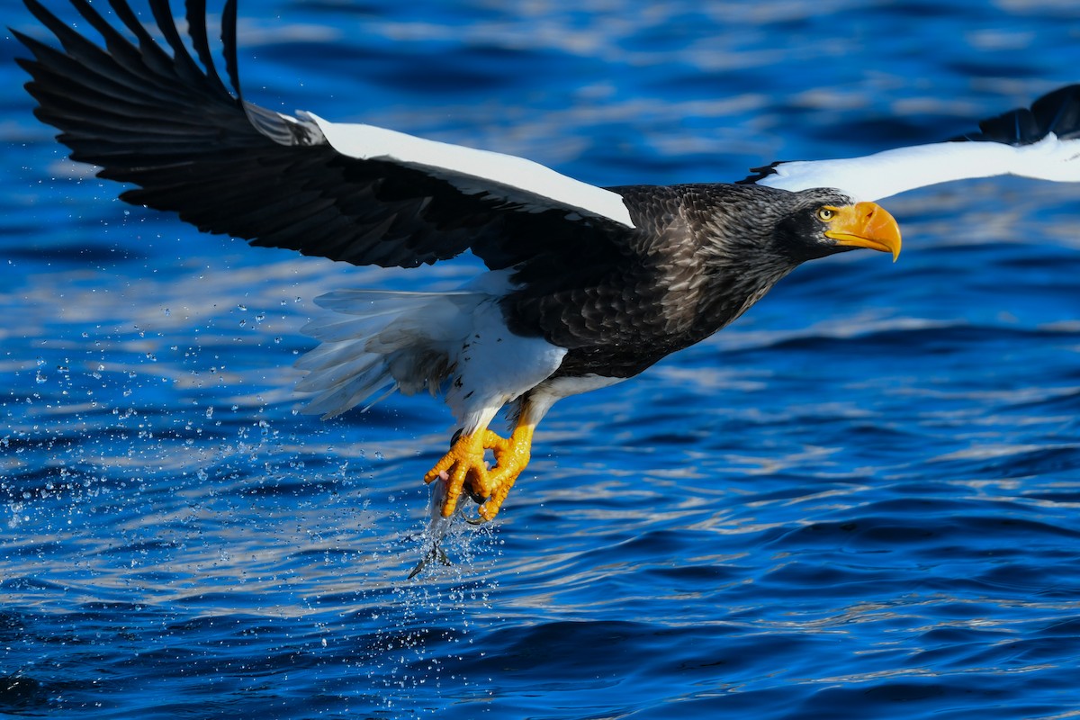 Steller's Sea-Eagle - ML634454742