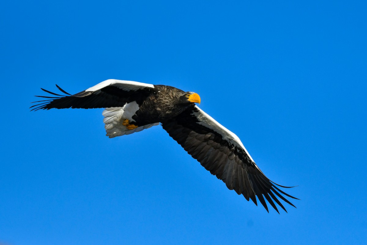 Steller's Sea-Eagle - ML634454743