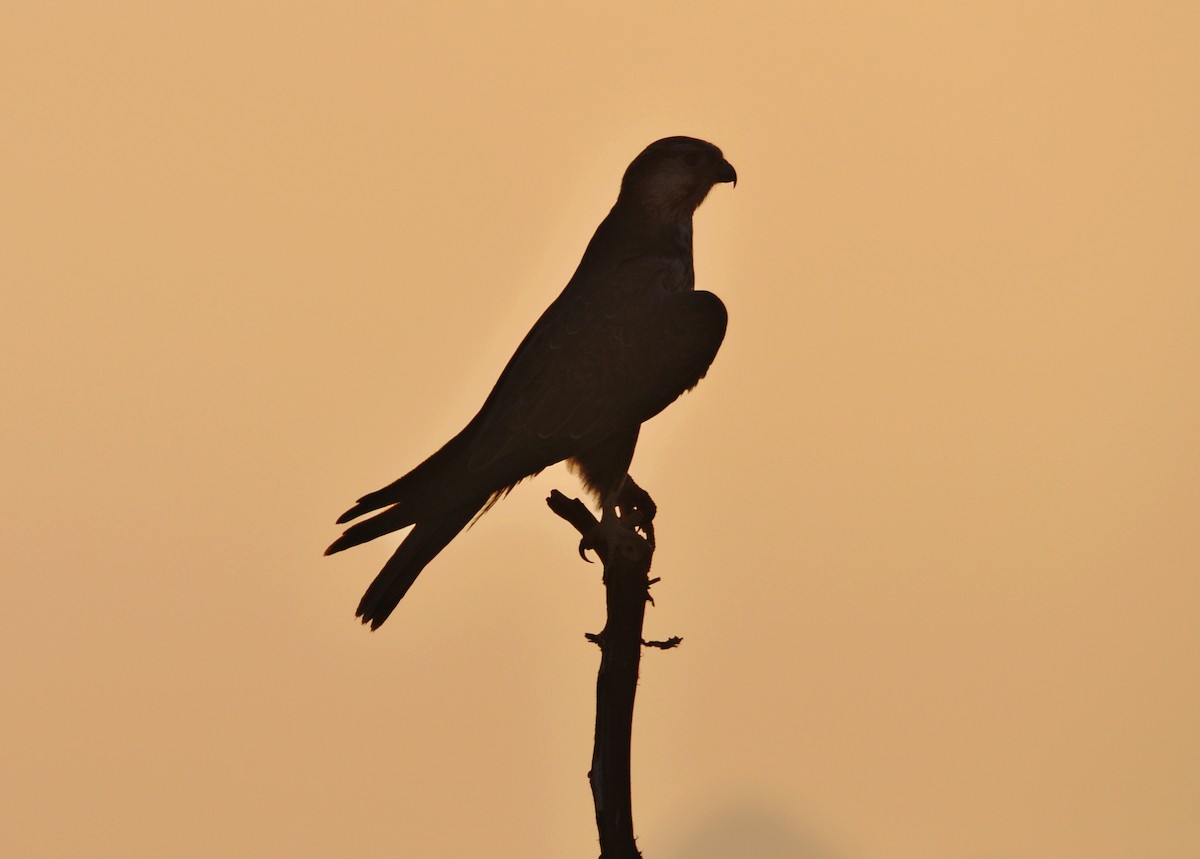 Laggar Falcon - ML634454819