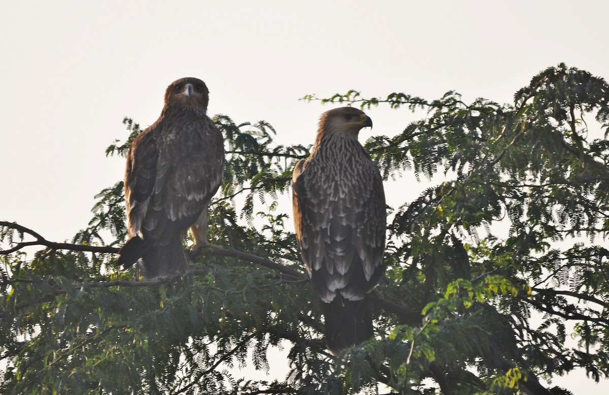 Kaiseradler - ML634454952