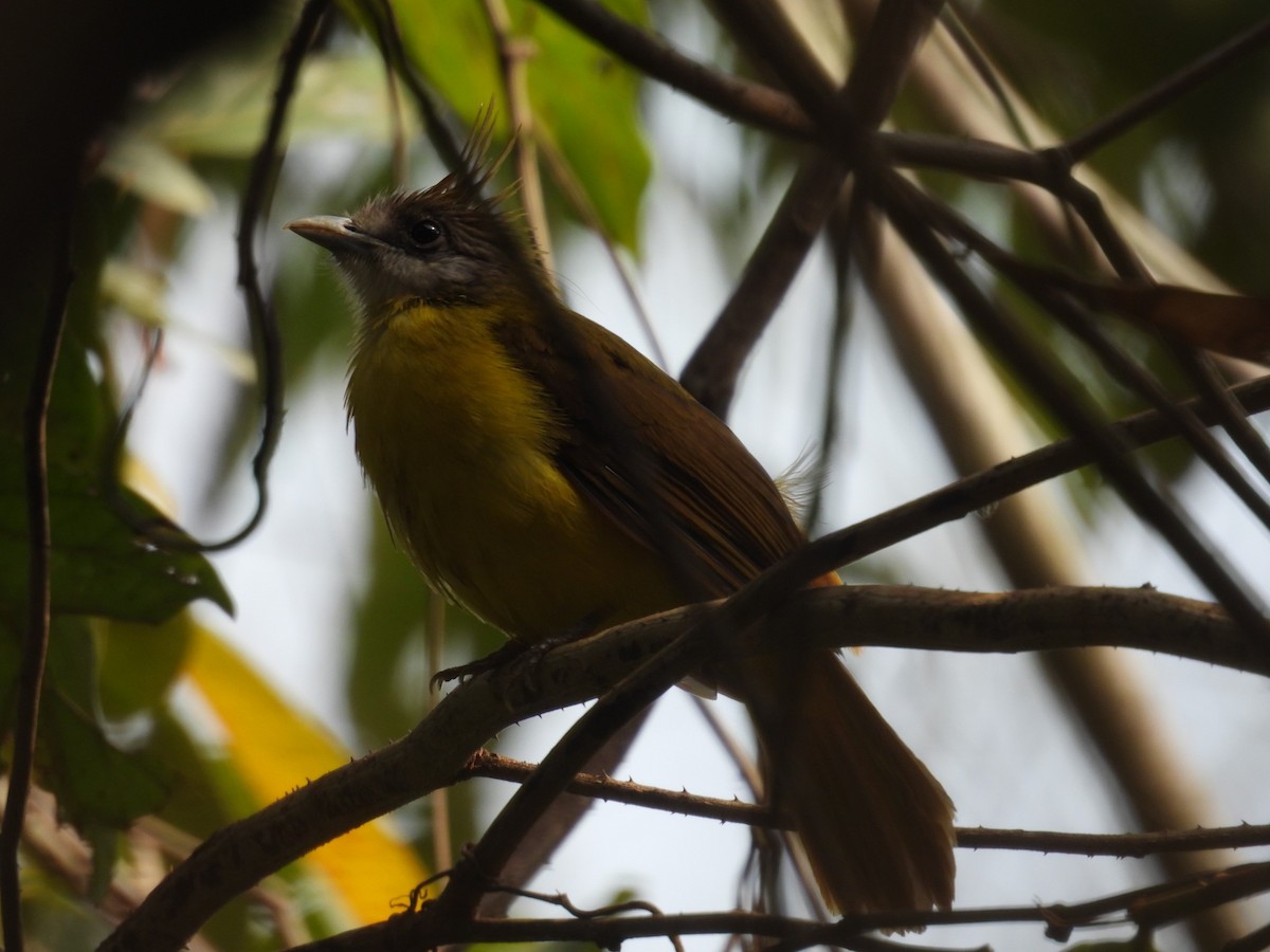 Bulbul flavéole - ML634454966